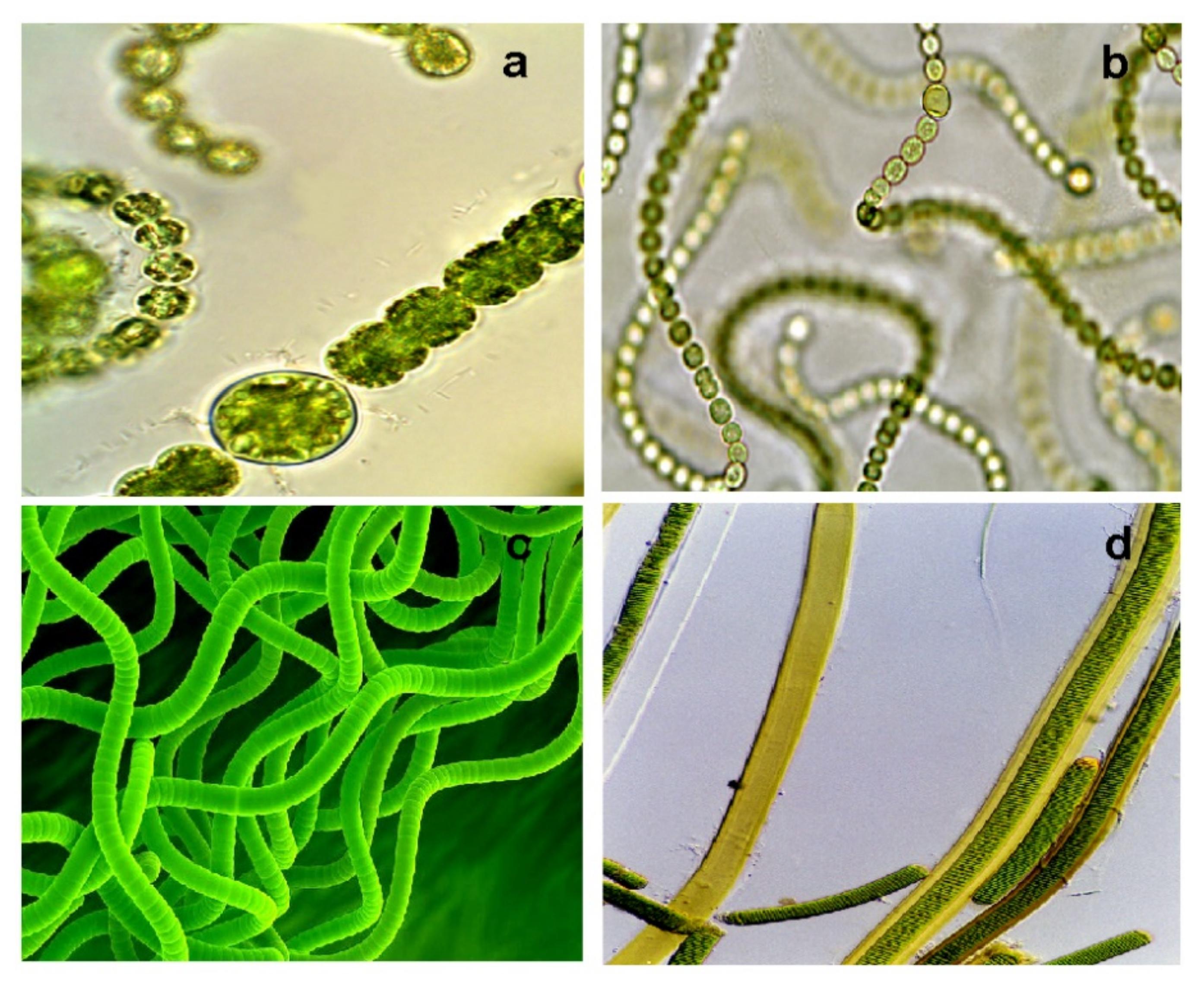 Hydrobiology | Free Full-Text | Hydrobiological Aspects of ...