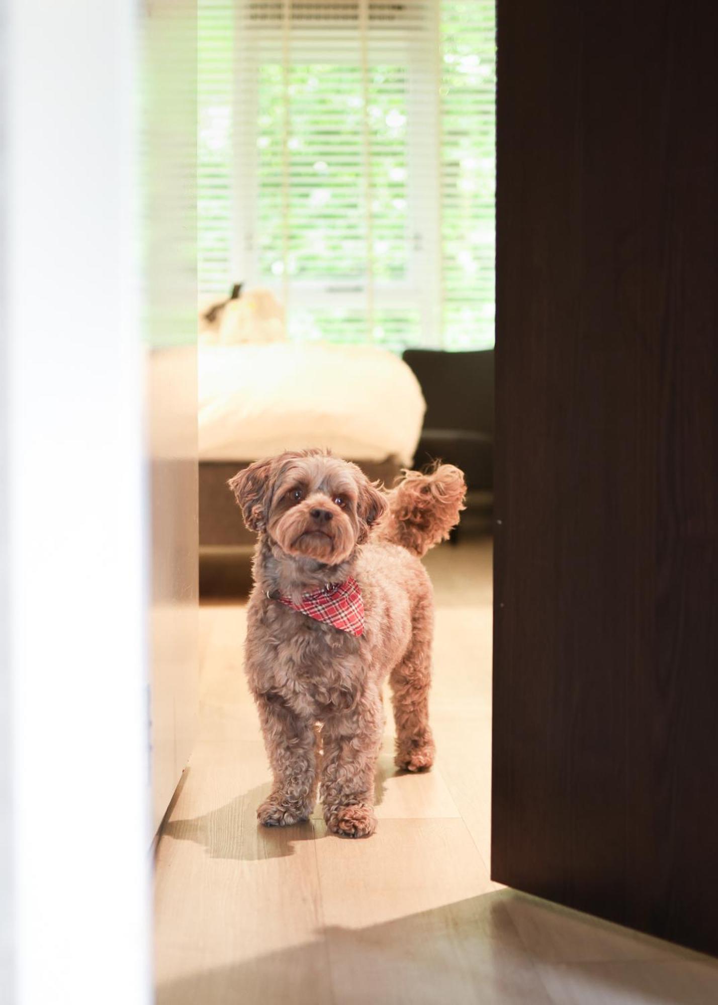 Dog-Friendly Deluxe Room