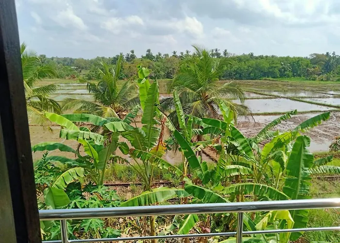 Freedom Of Green Rice View