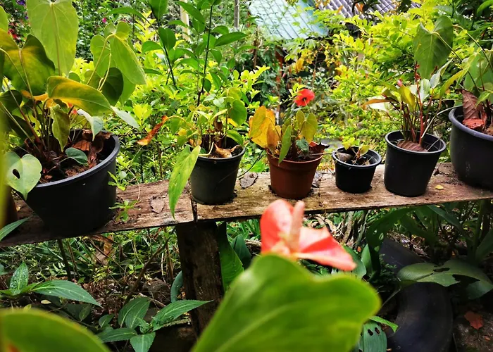 Cozy Homestay Waterfall Road Ella