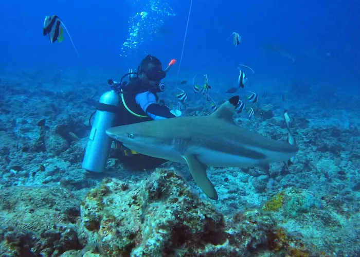 Ratu Kini Dive&Stay