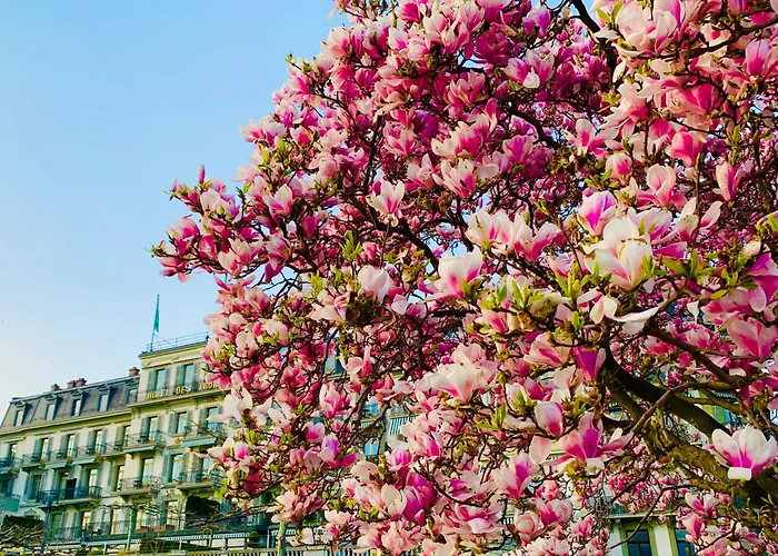 Hôtel Des Trois Couronnes&Spa - The Leading Hotels of the World Vevey