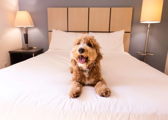Sonesta Simply Suites Birmingham Hoover
