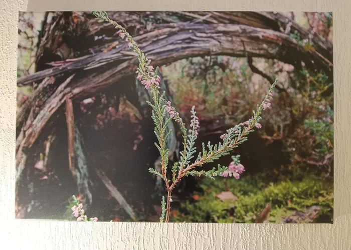 RATSSCHÄNKE Gifhorn