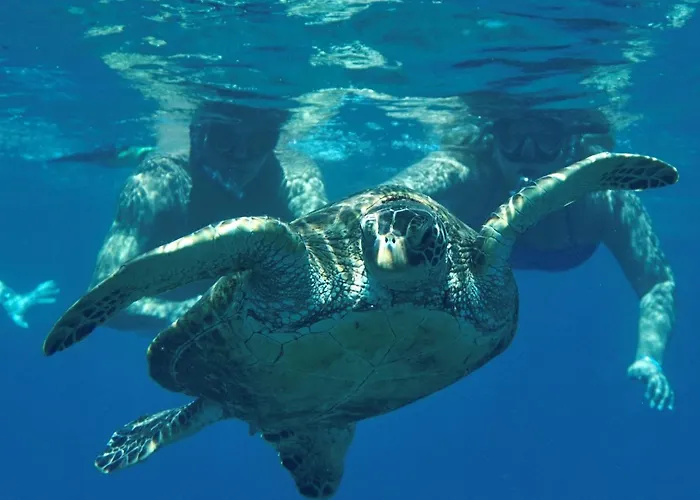 Sea Turtle Bungalow