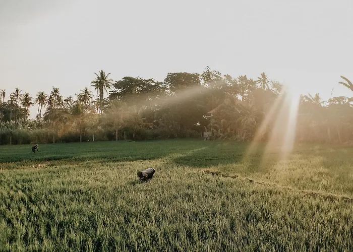 Rumi Bumi Lovina - A Home For Unhurried Days