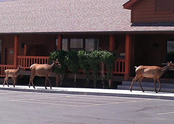 Yellowstone Village Inn And Suites